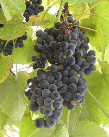 1414045723 yak zrobiti vino z vinogradu v domashnh umovah Як зробити вино з винограду в домашніх умовах відео