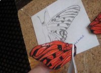  Як зробити метелика у техніці квілінг, майстер клас.
