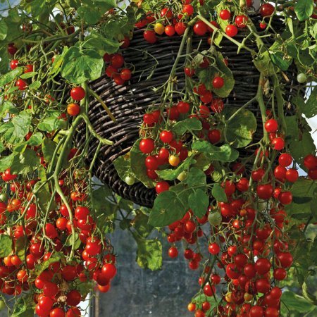 1424256356 yak viroschuvati tomati cherr Як вирощувати томати черрі?