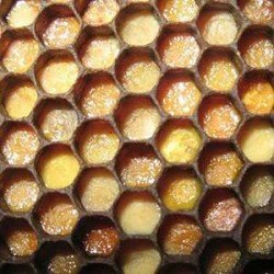  Корисні властивості бджолиної перги, застосування та протипоказання