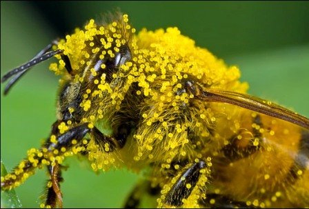  Корисні властивості бджолиної перги, застосування та протипоказання
