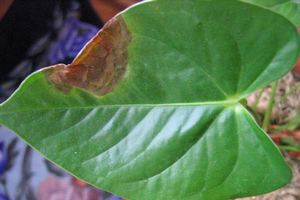  Догляд за антуріумом в домашніх умовах: хвороби листя, пересадка і розмноження