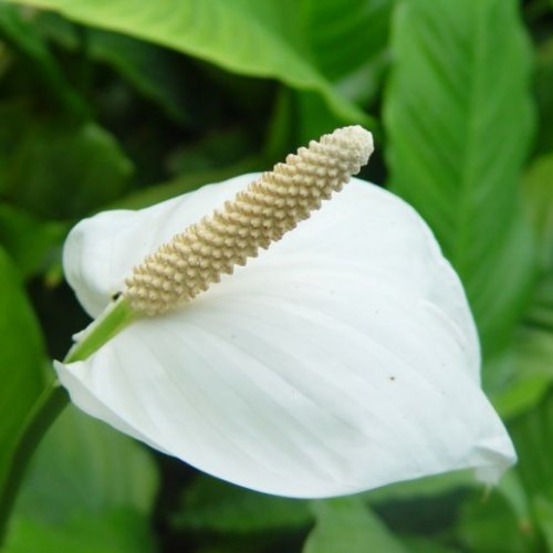  Красень Спатіфіллум — фото популярних видів