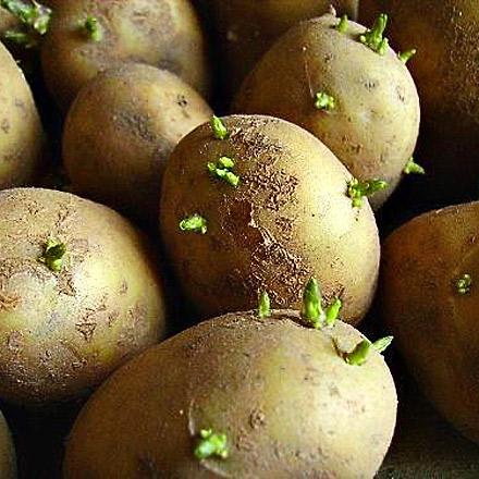  Як правильно виростити картоплю в домашніх умовах