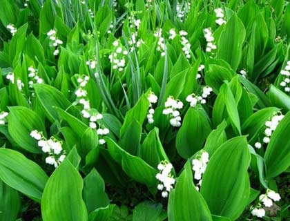  Багаторічні квіти для Сибіру: огляд низькорослих і високорослих рослин