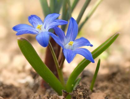  Багаторічні квіти для Сибіру: огляд низькорослих і високорослих рослин