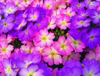  Багаторічні та однорічні бордюрні квіти: добірка найкращих квітів для клумби