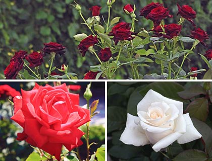  Чайно гібридні троянди: посадка й догляд, сорти й фото королеви квітів