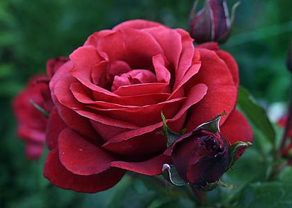 Чайно гібридні троянди: посадка й догляд, сорти й фото королеви квітів