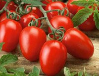  Десять кращих сортів томатів для теплиці: найурожайніші помідори