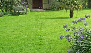  Газонна трава Ліліпут: особливості, характеристики, склад, плюси і мінуси, посів і догляд