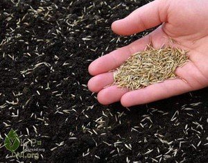  Газонна трава Ліліпут: особливості, характеристики, склад, плюси і мінуси, посів і догляд
