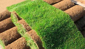  Газонна трава: види, особливості, характеристики, порівняння вартості, що врахувати при виборі трави