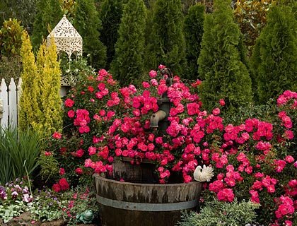  Грунтопокривні троянди в дизайні саду: кращі сорти, поради по догляду та приклади використання в саду