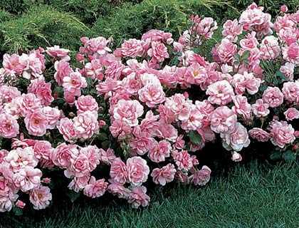  Грунтопокривні троянди в дизайні саду: кращі сорти, поради по догляду та приклади використання в саду