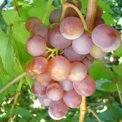  Кращі сорти винограду для Підмосков\я, Сибіру і Уралу: огляд кращих сортів з фото