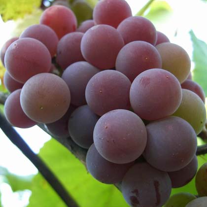  Кращі сорти винограду для Підмосков\я, Сибіру і Уралу: огляд кращих сортів з фото