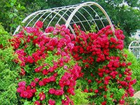  Плетисті троянди: посадка і догляд за кучерявим сортами прекрасного квітки