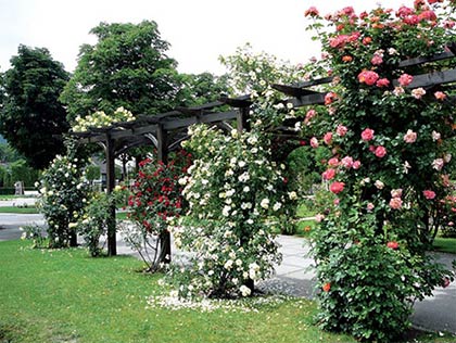  Плетисті троянди: посадка і догляд за кучерявим сортами прекрасного квітки