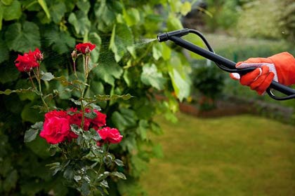  Правильний догляд за трояндами восени (у вересні та жовтні): основні правила та поради
