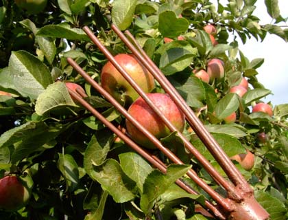  Пристосування для зняття яблук з дерева: 2 варіанти плодосъемников своїми руками