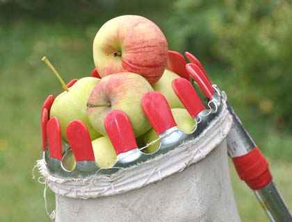  Пристосування для зняття яблук з дерева: 2 варіанти плодосъемников своїми руками