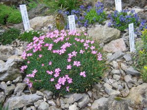  Рослини для альпійської гірки: види, особливості, критерії вибору квітів для алпинария, правила догляду за рослинами