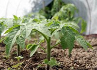  Розбираємося коли і як садити розсаду помідорів: поради та майстер класи