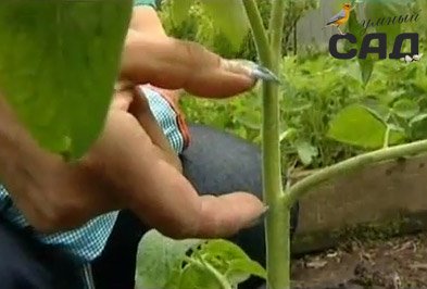  Розбираємося коли і як садити розсаду помідорів: поради та майстер класи