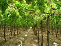  Шпалера для винограду своїми руками: покрокове керівництво та поради