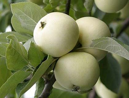  Сорти яблунь для Сибіру й Уралу: кращі сорти для північних регіонів