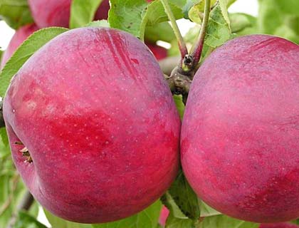  Сорти яблунь для Сибіру й Уралу: кращі сорти для північних регіонів