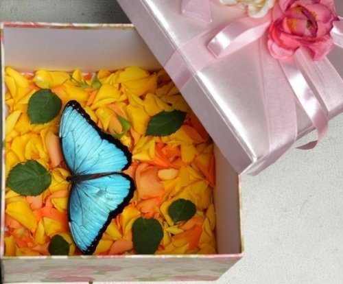  Ідея для оригінального подарунка: живі метелики