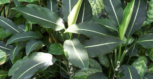  Рослина диффенбахія: догляд в домашніх умовах і особливості розведення