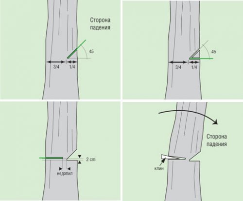  Розбираємося, як правильно спиляти дерево бензопилою: техніка та поради