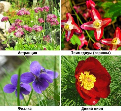  Тіньолюбні квіти—багаторічники в саду: огляд популярних сортів і видів