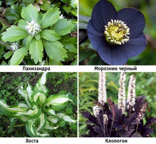  Тіньолюбні квіти—багаторічники в саду: огляд популярних сортів і видів