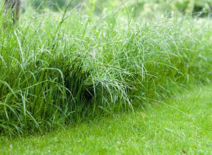  Трава для газону: огляд ідеальних сортів + фото з назвами