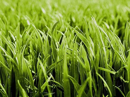  Трава для газону: огляд ідеальних сортів + фото з назвами