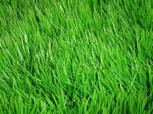  Трава для газону, її необхідні якості, розбираємося, як садити траву навесні і готувати пошту