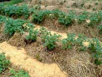  Вирощування картоплі під соломою: як садити картоплю і як за ним доглядати
