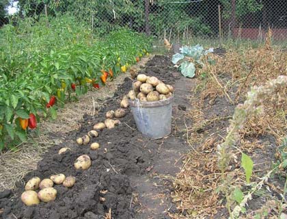  Вирощування картоплі під соломою: як садити картоплю і як за ним доглядати