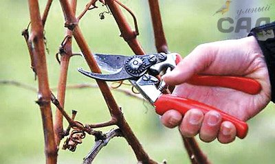  Як правильно обрізати виноград восени: поради та майстер клас