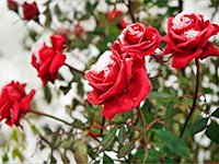  Як правильно вкрити троянди на зиму (восени): поради квітникарів + відеоматеріали