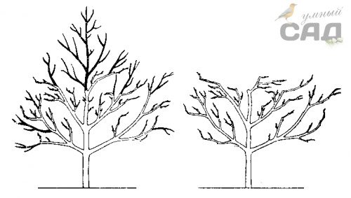  Як робиться обрізка вишні восени: молодий, кустовидной і деревоподібної
