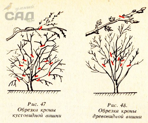 Як робиться обрізка вишні восени: молодий, кустовидной і деревоподібної
