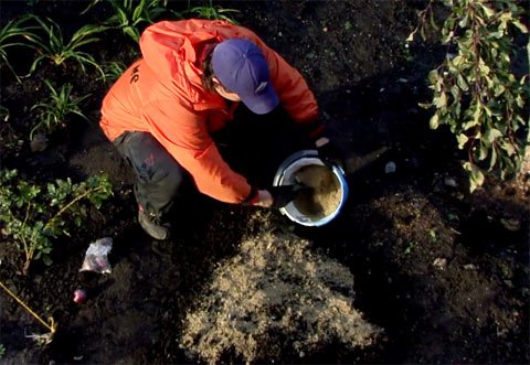  Як садити гіацинти в саду: вибір цибулин, підготовка ґрунту та посадка