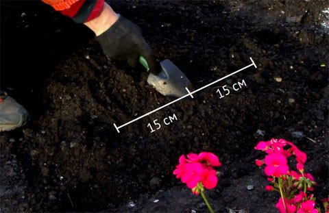  Як садити гіацинти в саду: вибір цибулин, підготовка ґрунту та посадка