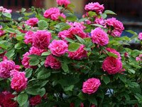  Як садити троянди навесні і восени: все про правильну посадку квітів