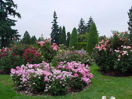  Як садити троянди навесні і восени: все про правильну посадку квітів